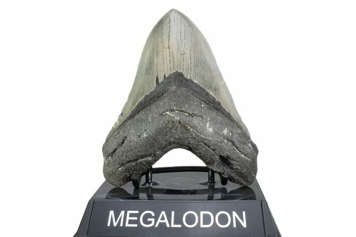 Serrated, Fossil Megalodon Tooth - North Carolina #378070